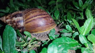 The snail is crawling slowly on the grass