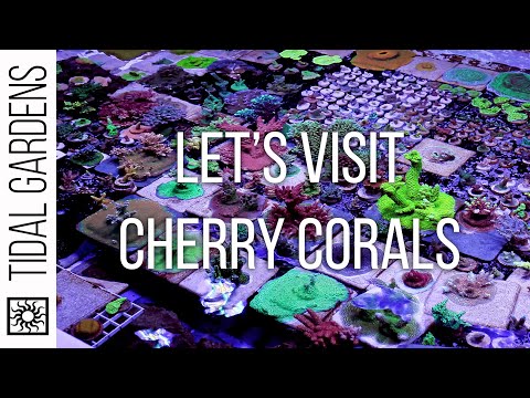 Video: Coral Champagne Cherry Info: Pestovanie čerešňovej odrody „Coral Champagne“