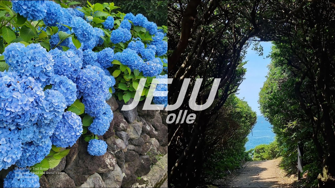 수국과 함께하는 초여름 제주 올레길 브이로그 🍀 올레길 5,6코스 풍경 & 맛집 | 효도 트레킹 여행