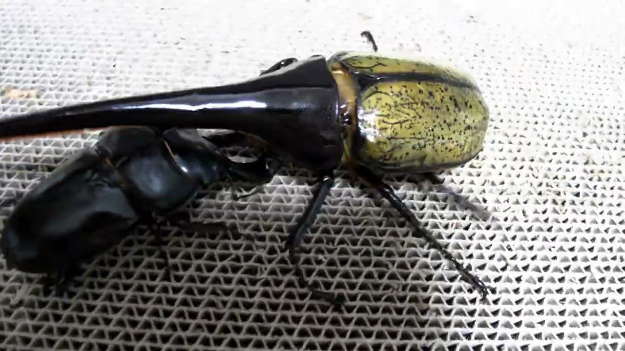 헤라클레스 vs 안테우스 투곤 / Dynastes hercules vs Dorcus antaeus