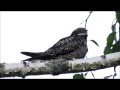The Lovely Song of a Common Nighthawk at Dusk