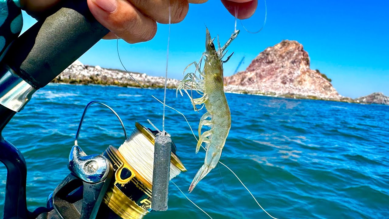 PESCA con CAMARÓN VIVO || pesca al FONDO || PARGOS.