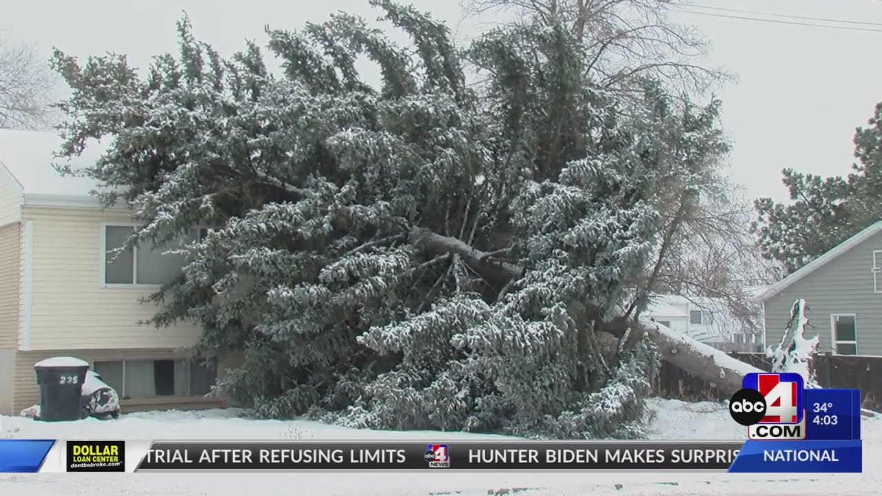 Snow squall pushes 50-year-old tree over onto Brigham City home - YouTube