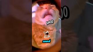 Talking Cats