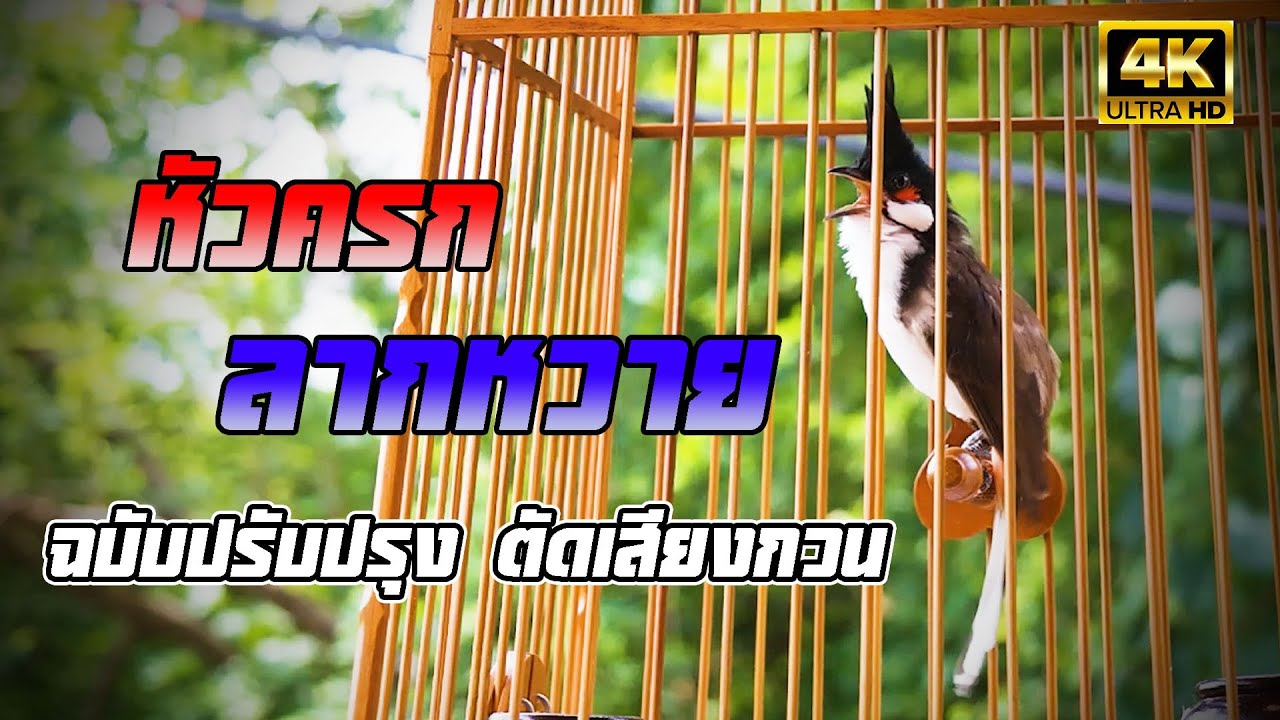 ฉบับปรับปรุง..หัวครก ลากหวาย เม็ดะจี้หก สอนนกติดง่าย ตัดเสียงรบกวน ชัดทุกคำ