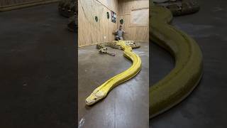 The Longest Snakes In The World🤩🙌