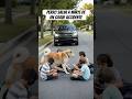Perro salva a niños de un grave accidente #fypyoutube #perros #feedshorts #perro #animales