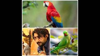 Zafar Supari Visit Parrots Farm.world Ke Nayab Parrots.gulberg Green Islamabad