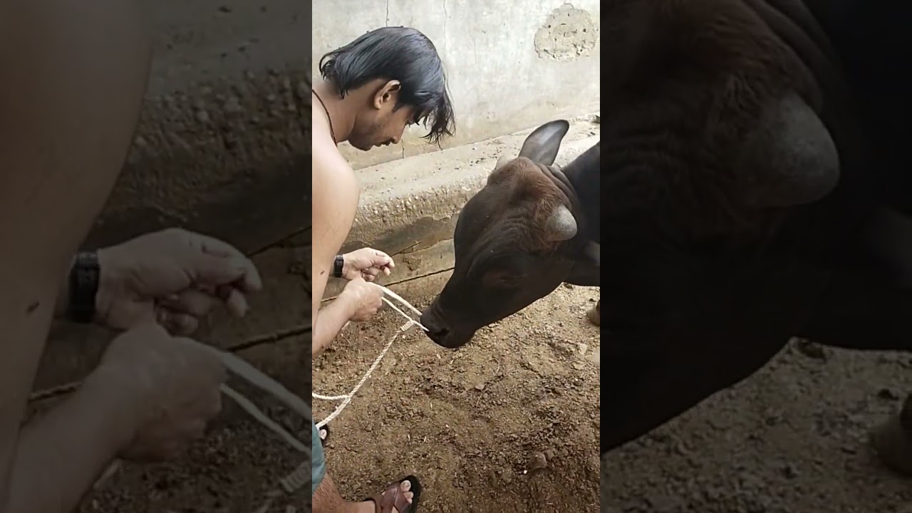 नाक में रस्सी डालने का नया तरीका  voice ke sht video