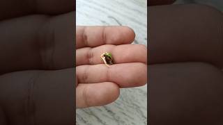Growing Bonsai Trees From Seed