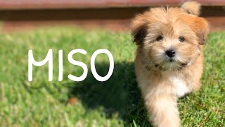 Hello MISO! Maltese x Shih Tzu Puppy at 11 Weeks Sleeps alot!