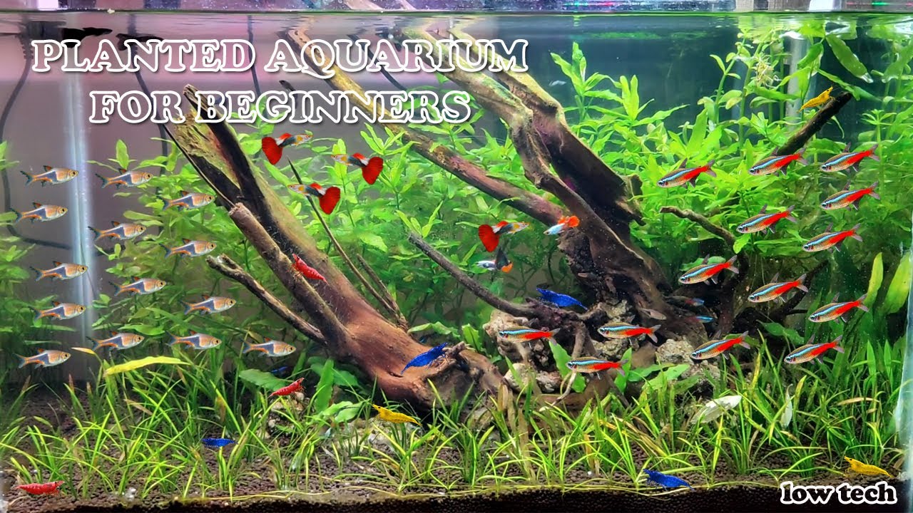 How to Set Up Low Tech Planted Aquarium LIVE AQUARIUM YouTube