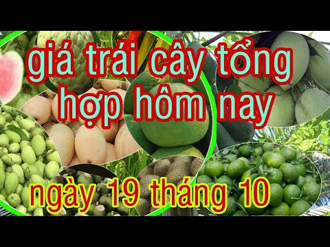 Video giá trái cây tổng hợp hôm nay ngày 19/10 - youtube