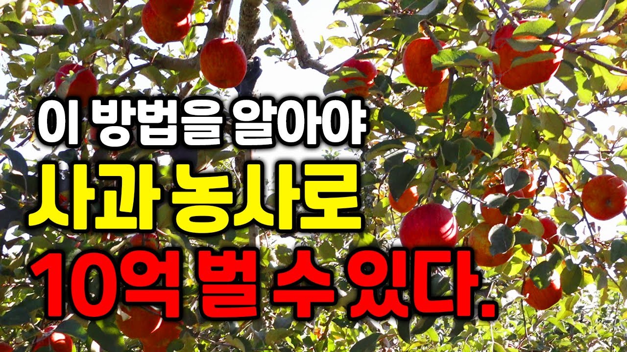 착색,비대,당도 좋게하는 고수익 사과 농사법