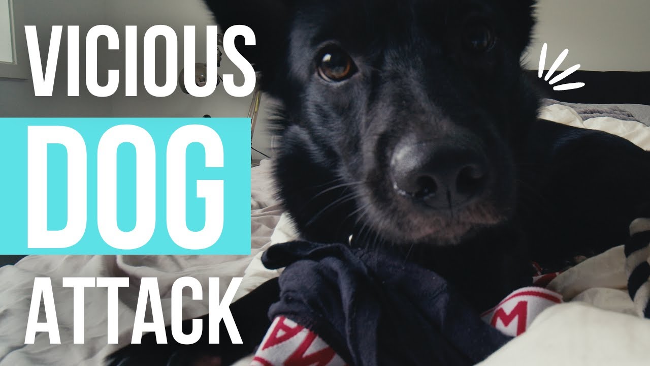 Vicious Dog Steals My Underwear YouTube