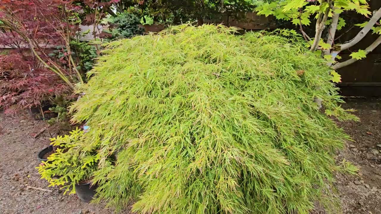 常緑樹 deliquent1984 DELICATE JAPANESE MAPLE 'OTTO'S DISSECTUM' - WATCH MORE
