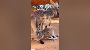 هذا خلق الله | سورة لقمان ~ الآية 11 ~ القارئ#إسلام_صبحي 🤍🎧🩵 #قرآن