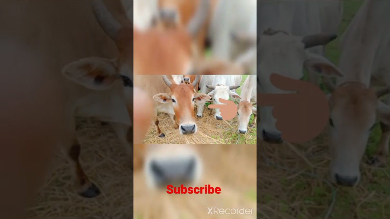 MY first vlog channel 