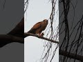 Majestic Bird of Prey Resting on a Tree Branch | Nature Close-Up 🦅