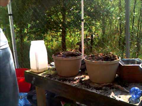 How To Save A Rabbit Foot Fern