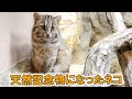 この子が貴重な猫になった理由。【長崎バイオパーク×那須どうぶつ王国】