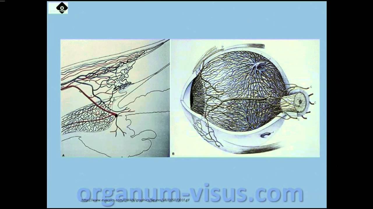 Glaucoma. Ингибиторы карбоангидразы в терапии глаукомы, 1, Голубев С.Ю.