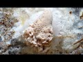 Lions mane mushroom growth timelapse 4k