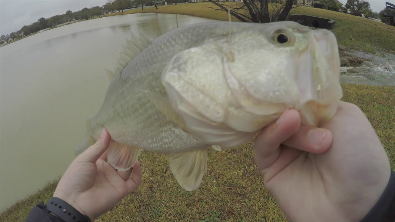 Swimbait Fishing With The New Shimano Curado DC