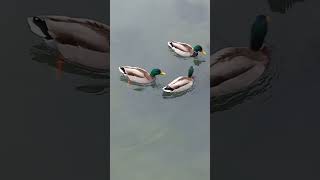 Ducks River Wicklow