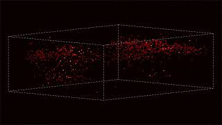 Mouse brain neurons