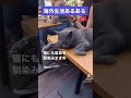 海外生活あるある#海外生活 #トルコ #猫のいる暮らし #海外旅行 #海外移住 #Istanbul