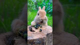 Кролики Едят Ягоды🍇🍇🍇