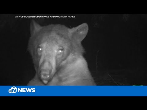 Curious bear takes 'selfies' with Colorado wildlife camera