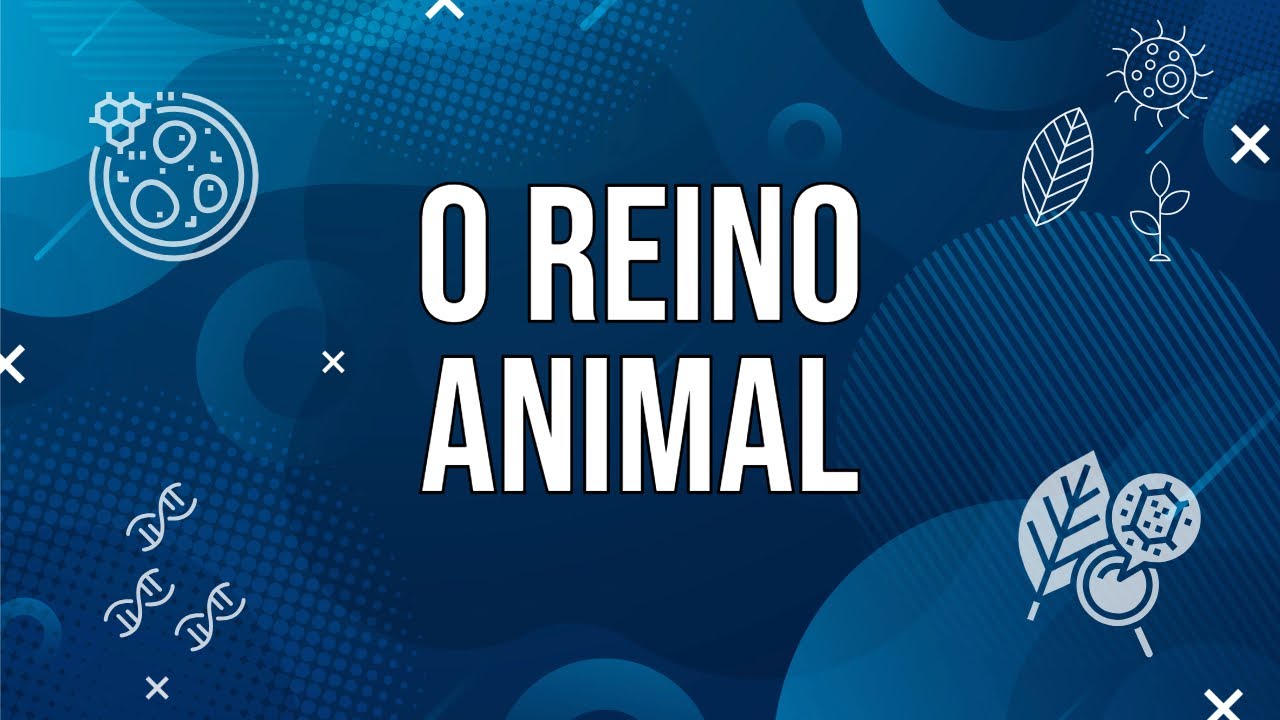 O reino Animalia (Metazoa): o reino dos animais - YouTube
