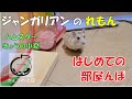初めての部屋んぽ！こわくないもん！ジャンガリアンのれもん【ハムスター/ジャンガリアン】