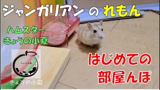 初めての部屋んぽ！こわくないもん！ジャンガリアンのれもん【ハムスター/ジャンガリアン】