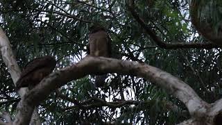 Rufous Owls – Queensland