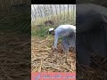 حساب او کتاب شته