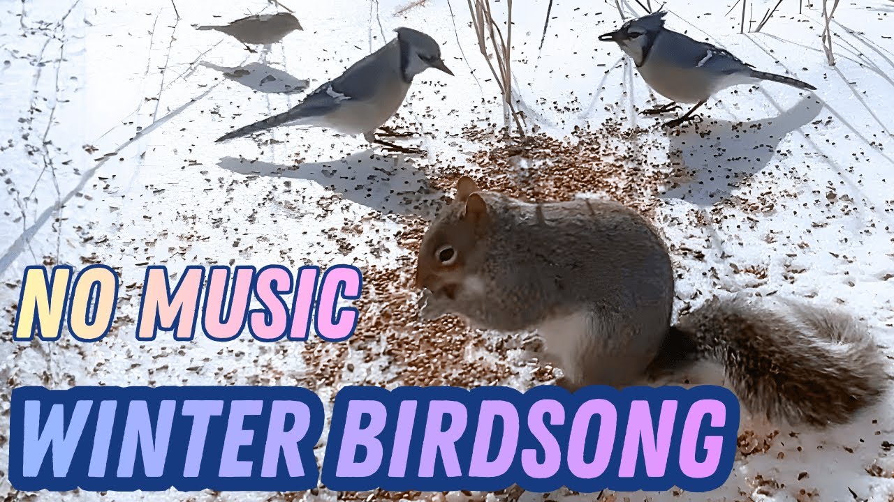 Winter Birdsong and Squirrels Eating | Relaxing Nature Sounds (No Music)