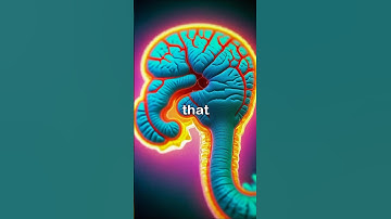 The Hippocampus: Your Brain’s Memory Powerhouse! 🧠✨ #shorts #hippocampus