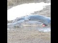  الحيوانات الفقمه Seals Mating 