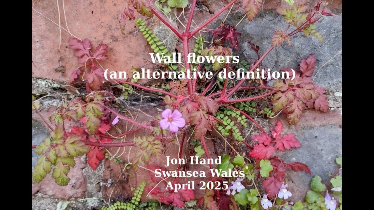 Wall Flowers - an alternative definition