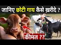 जानिए छोटी गाय कैसे ख़रीदे ? | Punganur Cow Kaise Kharide | Punganur Cow Price