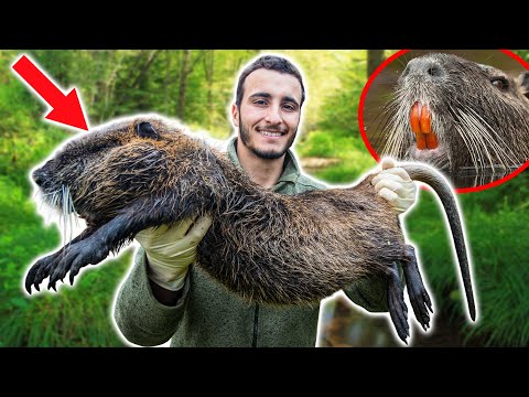 I Catch Huge Nutria That Destroy Crops!