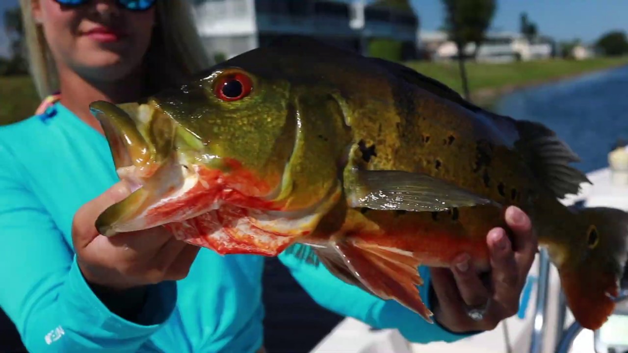 Peacock Bass with Dakota Lithium and South Florida Fishing Carters