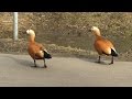 Утка огарь, или красная утка