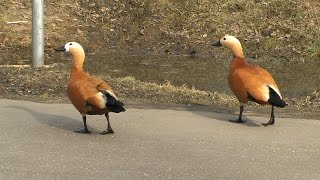 Утка огарь или красная утка (Tadorna ferruginea) Утка огарь или красная утка (Tadorna ferruginea)