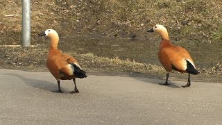 Утка огарь или красная утка (Tadorna ferruginea)