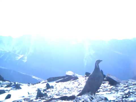 ფოტომახემ თუშეთში კავკასიური შურთხი დააფიქსირა