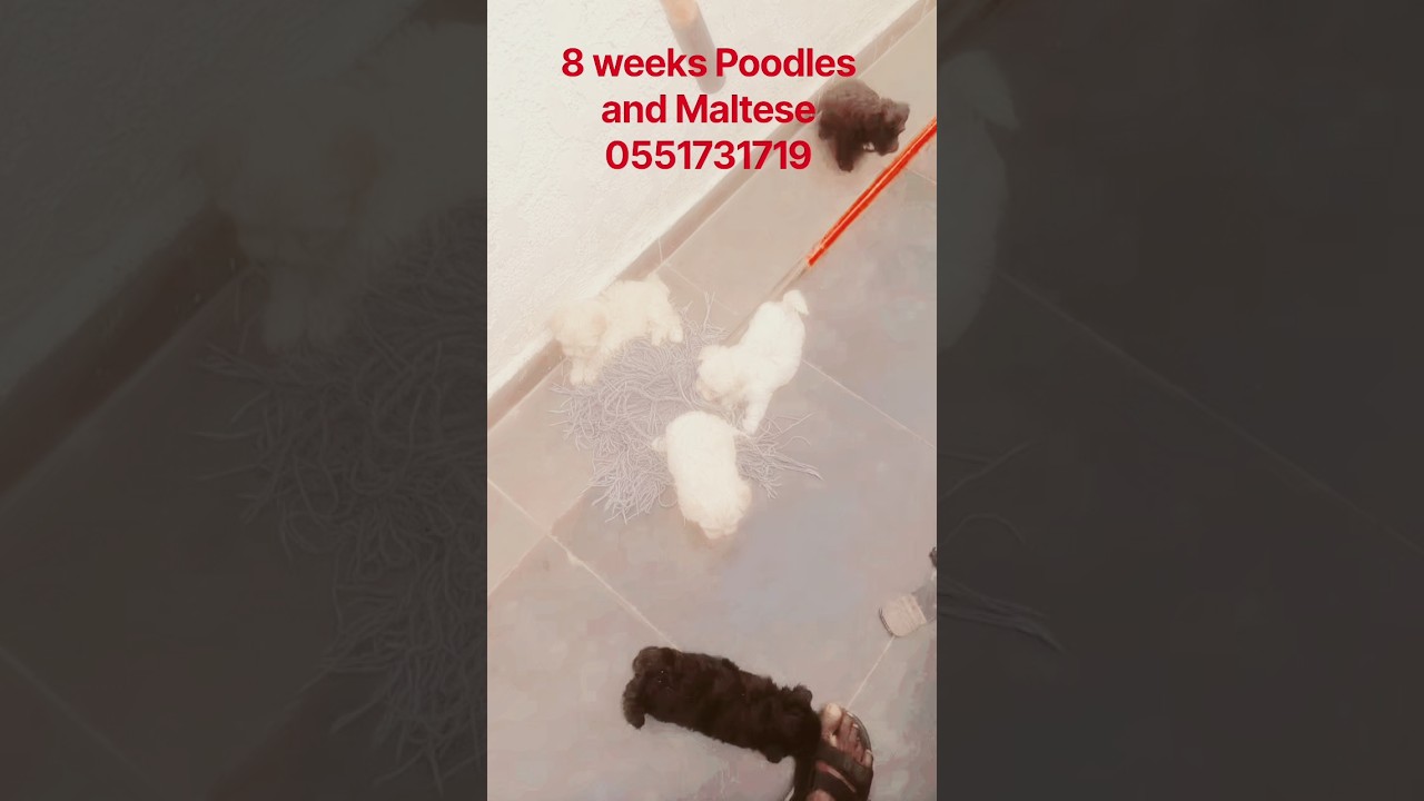 0-1 month Male Mixed Breed Maltese